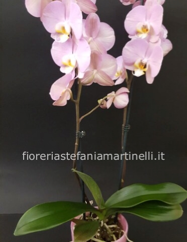 Phalenopsis rosa