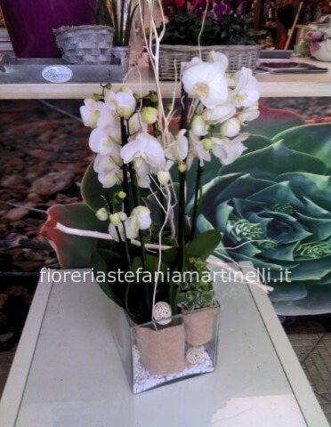 Composizione di phalenopsis bianco