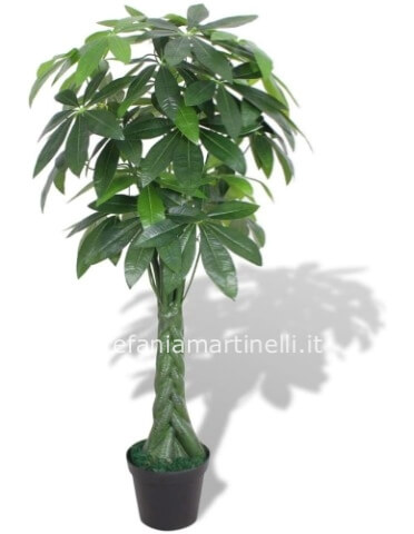 Pianta di Pachira