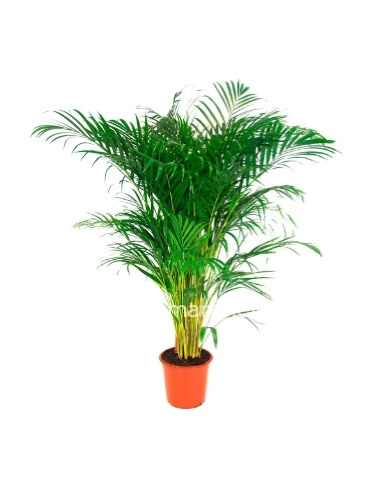 pianta di kenthia 