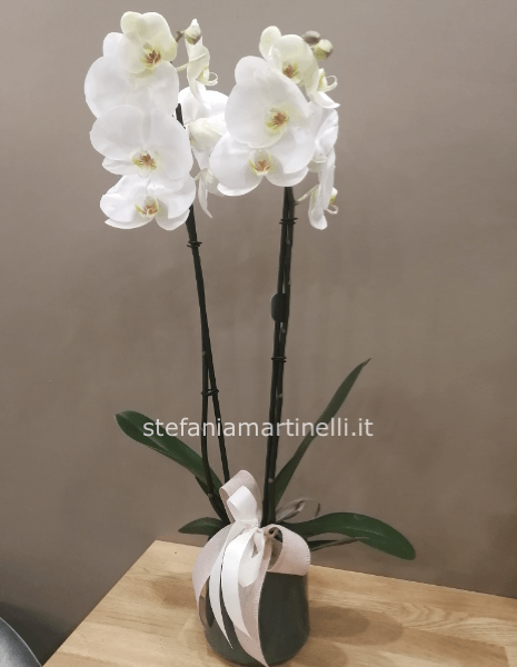 Pianta di phalenopsis